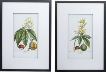 Постеры Сhestnuts 50X70 / 50X70 CM