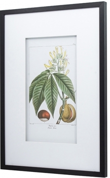 Постеры Сhestnuts 50X70 / 50X70 CM