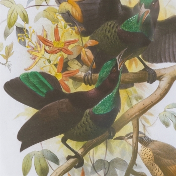Постеры Birds 50X70 / 50X70 CM
