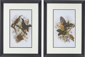 Постеры Birds 50X70 / 50X70 CM