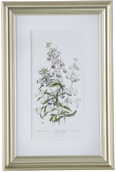 Постеры Wild flowers 42X62 / 60X80 / 42X62 CM