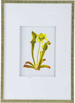 Комплект из 4 постеров Flora 50X70 / 50X70 / 50X70 / 50X70 CM