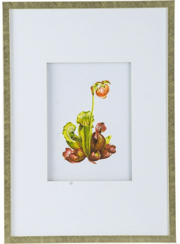 Комплект из 4 постеров Flora 50X70 / 50X70 / 50X70 / 50X70 CM