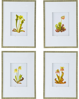 Комплект из 4 постеров Flora 50X70 / 50X70 / 50X70 / 50X70 CM