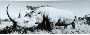 Постер на стекле Rhino 160X60 CM