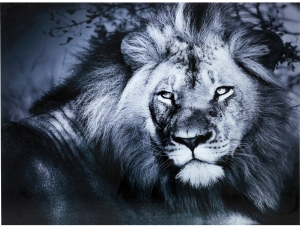 Постер на стекле Lion King 160X120 CM