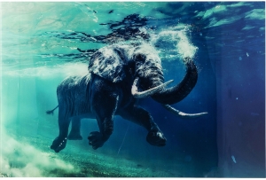 Постер на стекле Swimming Elephant 120X180 CM