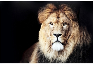 Постер на стекле Lion King 150X100 CM