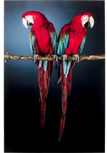 Постер на стеклянной основе Parrots 80X120 CM
