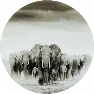 Постер на стеклянной основе Elephants Ø100 CM