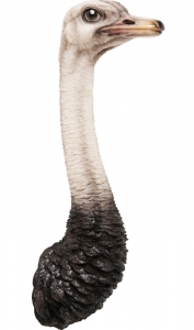 Украшение настенное Ostrich 25X19X72 CM