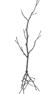 Напольная вешалка Tree Branch 47X44X183 CM