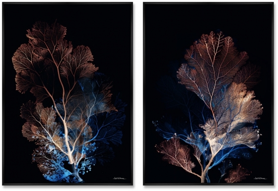 Композиция из двух репродукций картин на холсте Coral Symphony in the Color of Night 75X105 / 75X105 CM 1