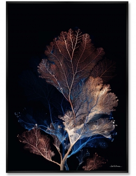 Репродукция картины на холсте  Coral Symphony in the Color of Night 75X105 CM