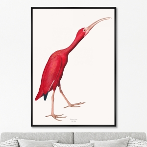 Репродукция картины на холсте Розовые птицы, No 1, Ибис, 1827г.