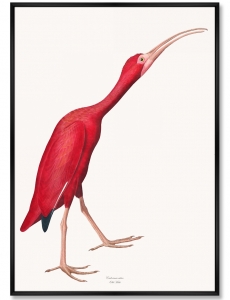 Репродукция картины на холсте Pink Birds Ibis 75X105 CM
