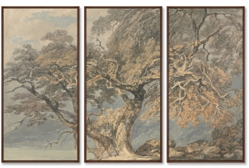 Триптих A Great Tree 52X105 / 52X105 / 52X105 CM