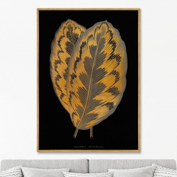 Постер на холсте Calathea Veitchiana leaf 75X105 CM