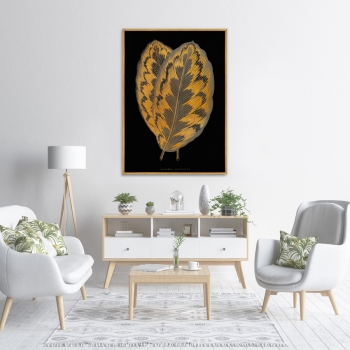 Постер на холсте Calathea Veitchiana leaf 75X105 CM