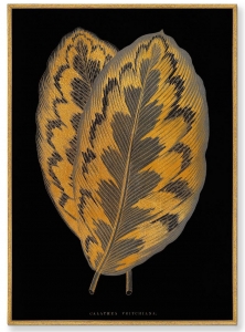 Постер на холсте Calathea Veitchiana leaf 75X105 CM
