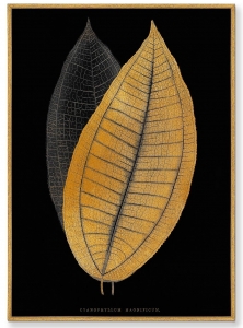 Постер на холсте Calophyllum inophyllum leaf 75X105 CM