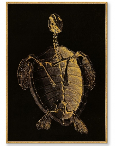 Постер на холсте Turtle Skeleton 75X105 CM 1