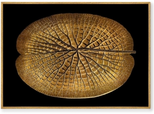 Постер на холсте Leaf of a gigantic Water lily in a gold 105X75 CM