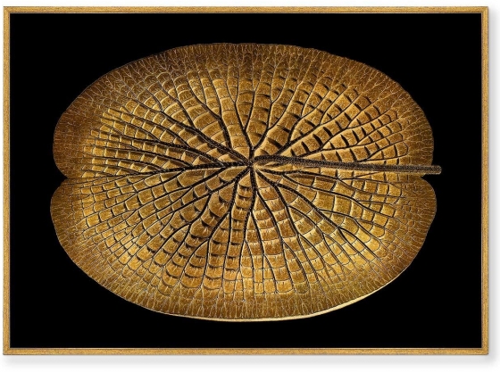 Постер на холсте Leaf of a gigantic Water lily in a gold 105X75 CM 1