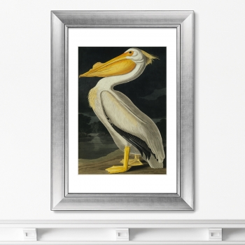 Постер American White Pelican 51X71 CM