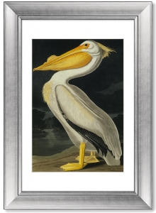 Постер American White Pelican 51X71 CM
