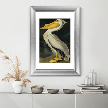Постер American White Pelican 51X71 CM