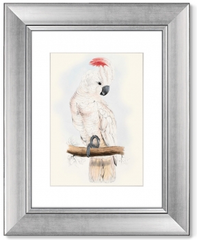 Диптих White cockatoo 41X51 / 41X51 CM