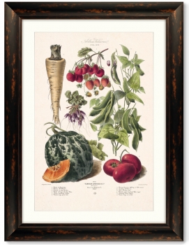 Постер Vilmorin Andrieux & Cie 61X81 CM