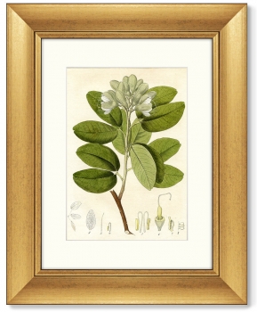 Диптих British Botanic Book 41X51 / 41X51 CM