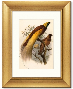 Постер Big Bird of Paradise 41X51 CM