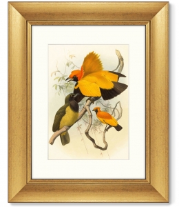 Постер Golden Birds of Paradise 41X51 CM