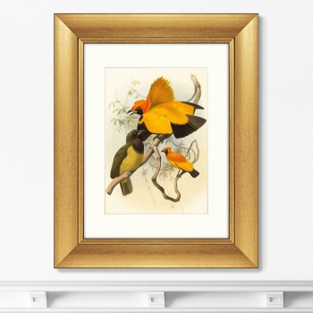 Постер Golden Birds of Paradise 41X51 CM