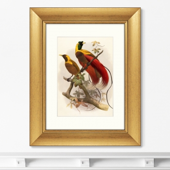 Постер Red Bird of Paradise 41X51 CM