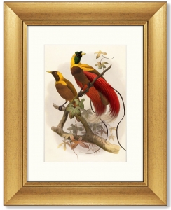 Постер Red Bird of Paradise 41X51 CM
