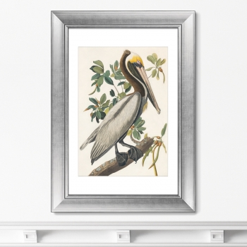 Постер American Brown Pelican 51X71 CM