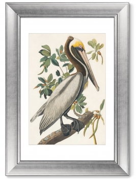 Постер American Brown Pelican 51X71 CM
