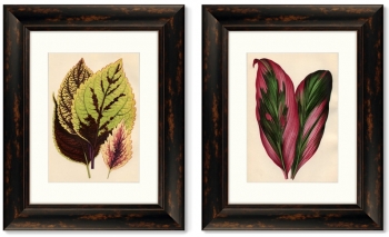 Диптих Botanical Leaf Dracaena 41X51 / 41X51 CM