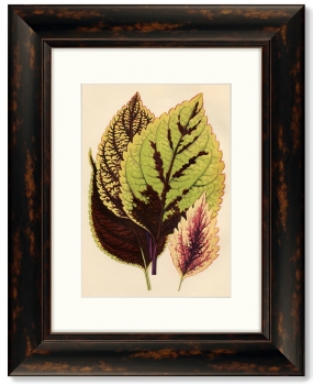 Диптих Botanical Leaf Dracaena 41X51 / 41X51 CM