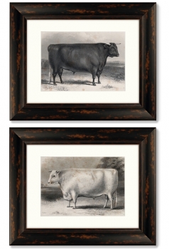 Диптих A Devon bull 51X41 / 51X41 CM