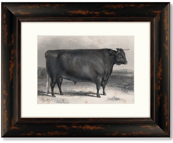 Диптих A Devon bull 51X41 / 51X41 CM