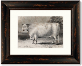 Диптих A Devon bull 51X41 / 51X41 CM