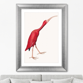 Постер Scarlet Ibis 61X81 CM