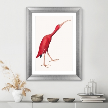 Постер Scarlet Ibis 61X81 CM