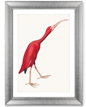 Постер Scarlet Ibis 61X81 CM
