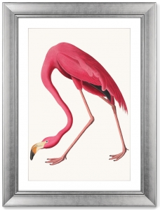Постер American Flamingo 61X81 CM